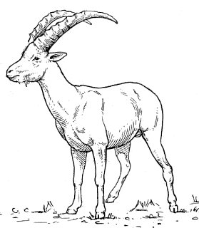 Ibex