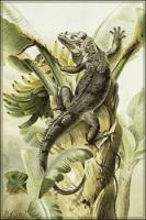 Iguana-(Black)