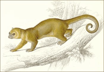 Kinkajou