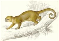 Kinkajou