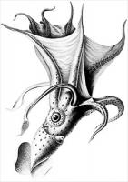 Octopus-Histioteuthis-bonellii