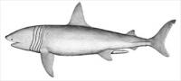 Basking-shark