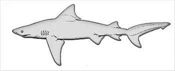 Bull-shark