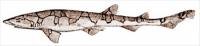 Chain-catshark