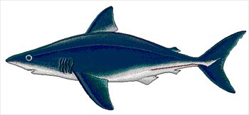 Porbeagle