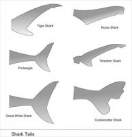 Shark-Tail-shapes