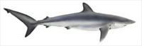 Silky-Shark-Carcharhinus-falciformis