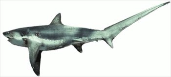 Free Thresher-shark Clipart - Free Clipart Graphics, Images and Photos ...