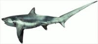 Thresher-shark