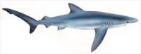 blue-shark-Prionace-glauca