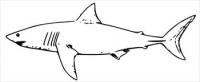 white-shark-BW