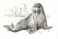 walrus-4