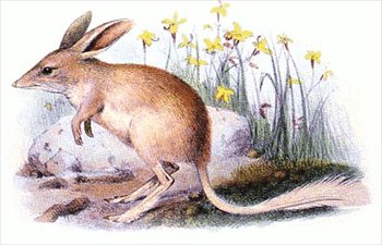 Lesser-bilby