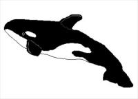 killer-whale