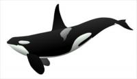 orca