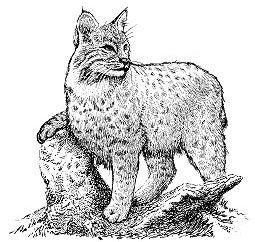 bobcat