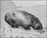 Wombat