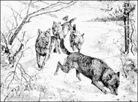 wolves