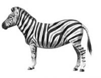 zebra-1