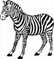 zebra-2