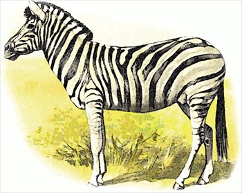 zebra