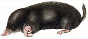 Mole