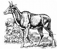 Nilgai