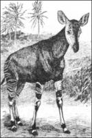 Okapi