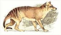 Tasmanian-wolf