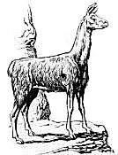 Vicuna