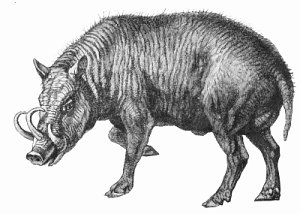 babirusa