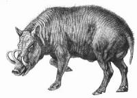 babirusa