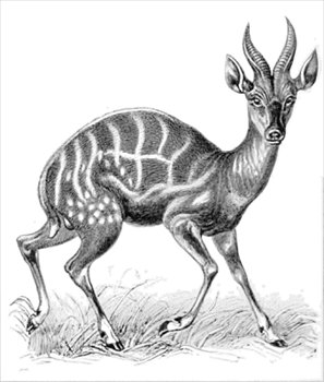 bushbuck