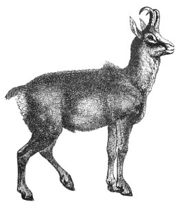 chamois