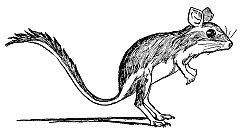 kangaroo-rat