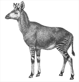 okapi-1